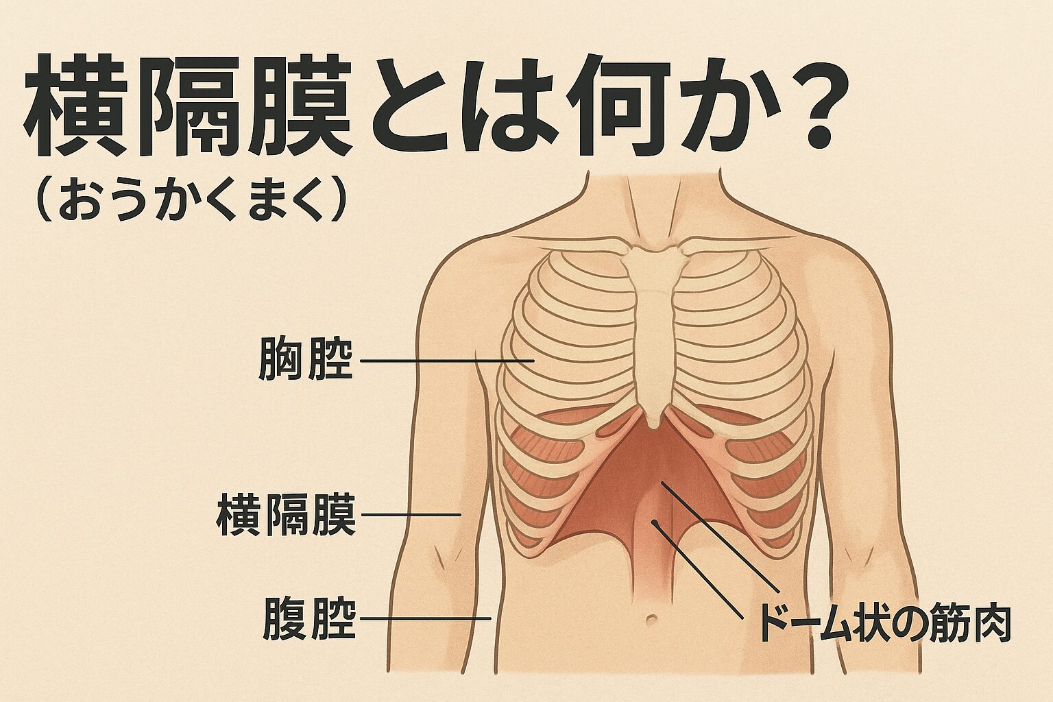 横隔膜 と は